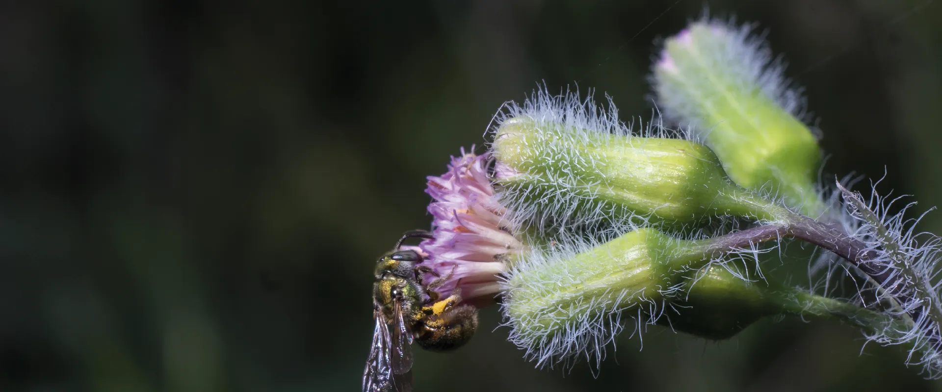 Vive la COP16 en la Javeriana Biodiversa