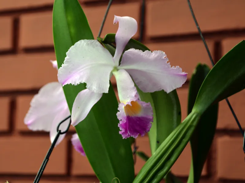 Cattleya, el emprendimiento de orquídeas que sirve como puente entre lo científico y la comunidad