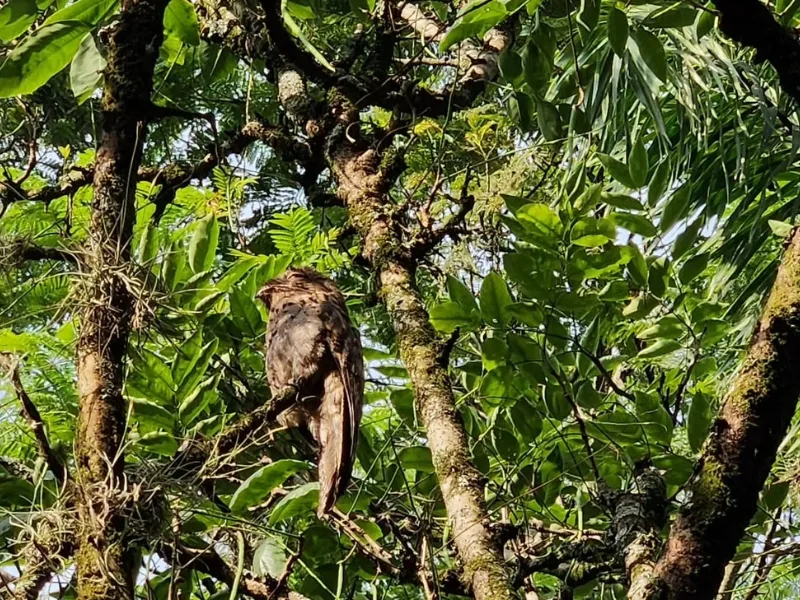 Nictibius griseus Javeriana Cali