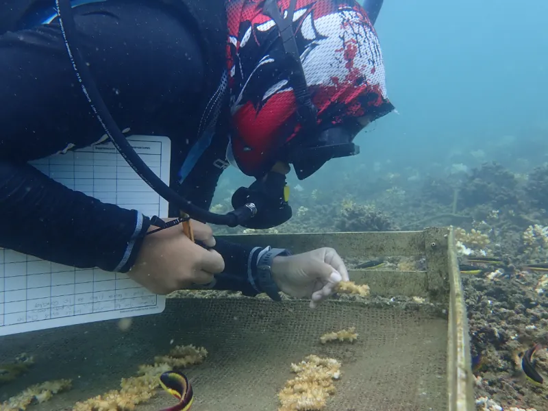 Restauración coralina en el Pacífico colombiano un esfuerzo conjunto de la Javeriana Cali y Univalle